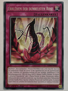 Erblühen der dunklen Rose - Rare